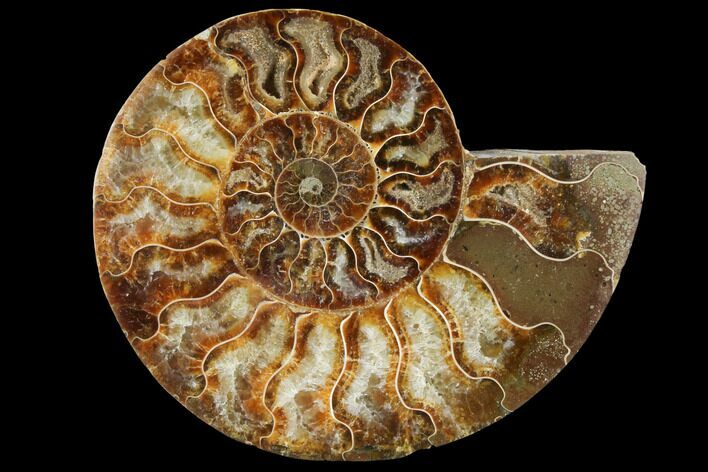 Agatized Ammonite Fossil (Half) - Agatized #111496